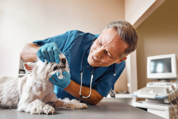 Best Mobile Emergency Dentist in Greeneville, TN